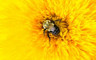 Обои желтый, пчела, шмель, лепестки, насекомое, цветок, макро