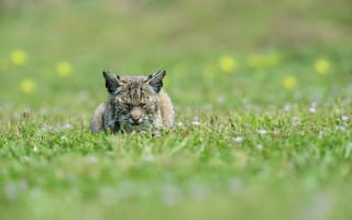 Картинка кошка на траве