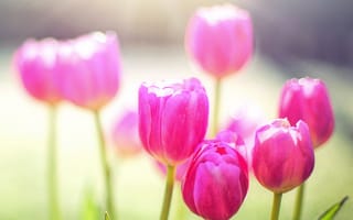 Картинка лепестки, весна, тюльпан