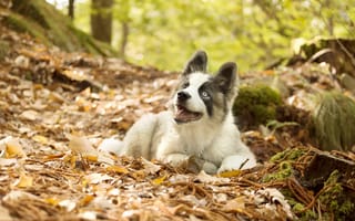 Картинка листья, осень, щенок, лайка, якутская лайка, собака
