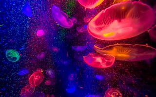 Обои медуза, медузы, подводный мир