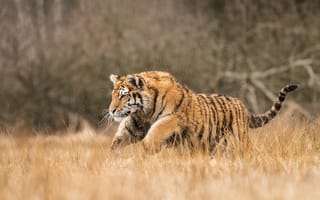 Картинка тигр