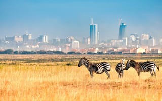 Картинка зебра, поле, nairobi national park, кения, город, африка, зебры, найроби