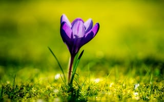 Картинка цветок, крокус, весна