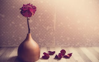 Картинка ваза, лепестки, цветок, роза