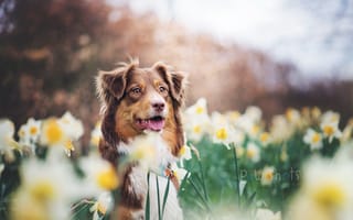 Картинка цветы, друг, австралийская овчарка, собака, нарциссы