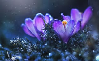 Картинка цветы, весна, крокусы, alina shevelina