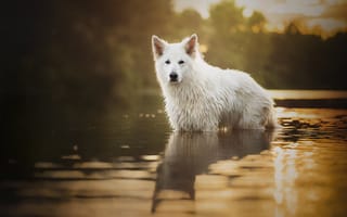 Картинка пес, в воде, мокрый