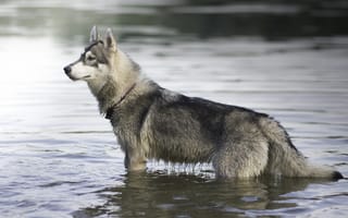 Картинка собака, хаски, в воде