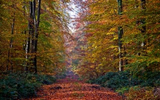 Картинка деревья, листья, осень, тропа, лес, природа
