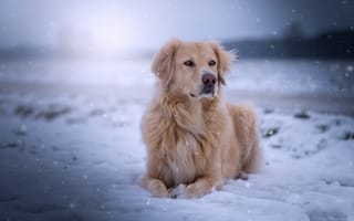 Картинка снег, голден ретривер, собака, взгляд, золотистый ретривер, мордочка
