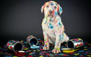 Картинка разноцветные, кисти, собака, краски, банки, черный, лабрадор, ретривер