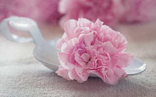 Картинка цветок, лепестки, розовый, махровый, тюльпан