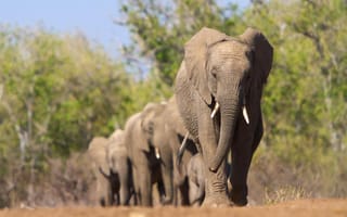 Картинка животные, африка, слоны