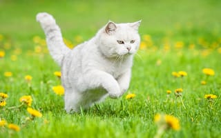 Обои цветы, британская короткошерстная кошка, кошка, одуванчики, британская короткошерстная, белая, трава