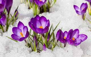 Обои цветы, снег, весна, крокусы