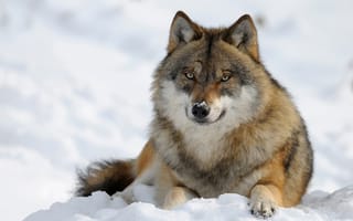 Обои снег, хищник, волк, зима