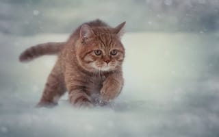 Картинка снег, кошка, кот, мордочка, зима, взгляд, бег, усы