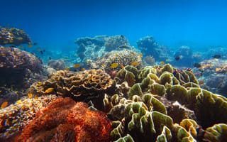 Картинка подводный мир, подводный, океан, море, коралл, коралловй риф, экзотический, тропическая