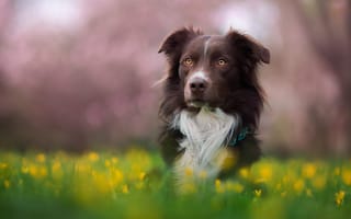 Картинка цветы, собака, зелень, бордер-колли, трава, природа, луг, пес