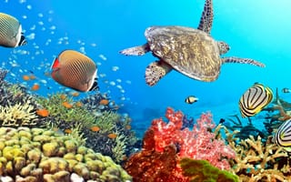 Картинка вода, черепаха, подводный мир, океан, тропики, рыбки, рыбы, кораллы