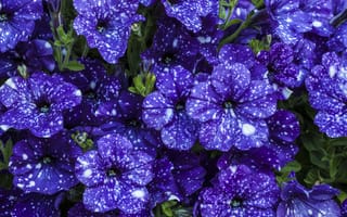 Картинка цветы, фиолетовые, красивые, петунья