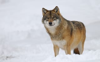 Обои снег, волк, хищник, зима