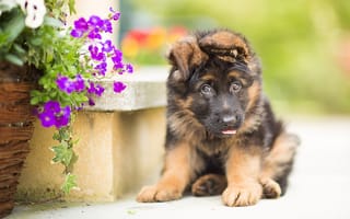 Картинка цветы, немецкая овчарка, собака, щенок