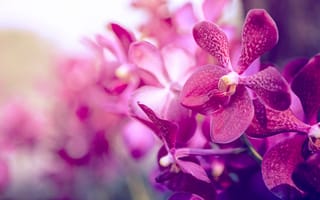 Картинка лепестки, цвет, орхидея