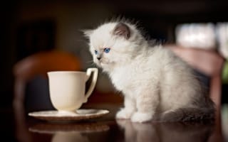 Картинка кот, рэгдолл, котенок, голубоглазый, чашка, кошка, стол, блюдце, сиамский