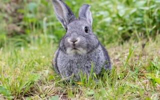 Картинка трава, мордочка, заяц, ушки, луг, взгляд, кролик