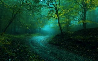 Картинка дорога, деревья, лес, пейзаж, туман