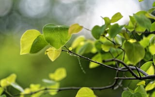 Картинка листья, весна, зеленые