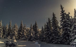 Картинка снег, зима, деревья, россия