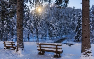 Картинка лес, скамейки, деревья, ели, зима, парк
