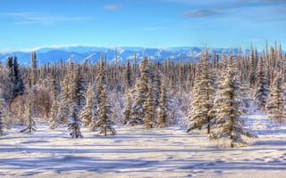 Обои снег, аляска, зима, природа, деревья