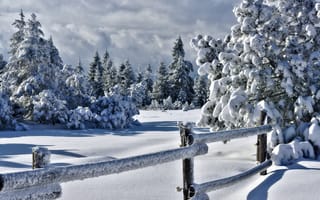 Картинка деревья, забор, природа, изгородь, зима, снег