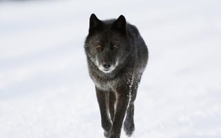 Картинка снег, животное, волк, канада, зима