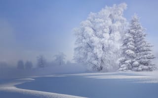 Картинка деревья, природа, иней, снег, зима, деравья
