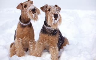 Картинка снег, эрдельтерьер, собаки, терьер, зима