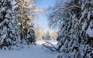 Картинка деревья, лес, снег, россия, природа, урал, зима