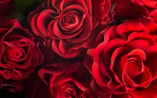 Картинка цветы, лепестки, розы, красные розы