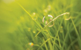 Картинка трава, макро, мыльный пузырь, размытость