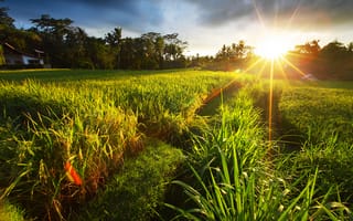Картинка трава, солнце, природа, лето, поле, пейзаж