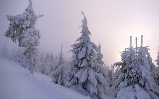 Картинка снег, природа, лес, зима