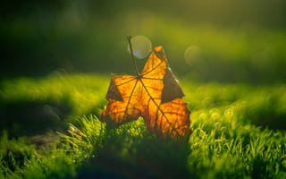 Картинка трава, осень, лист, макро