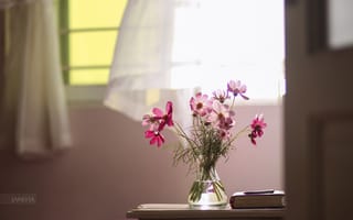 Картинка цветы, букет, ваза, окно, космея, натюрморт, книга