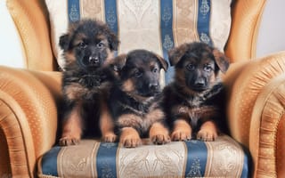 Картинка кресло, щенки, немецкая овчарка, собаки