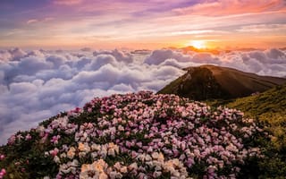 Картинка цветы, рододендроны, туман, пейзаж, рассвет, горы, утро, река
