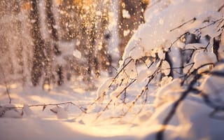 Картинка снег, ветки, природа, зима, лес
